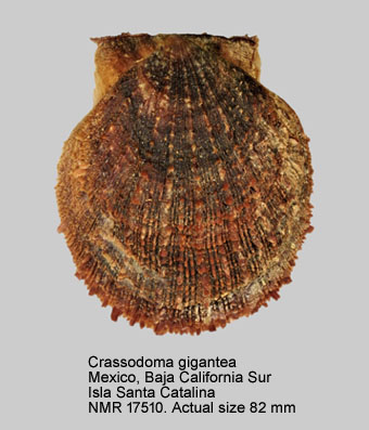 Crassodoma gigantea.jpg - Crassadoma gigantea(J.E.Gray,1825)